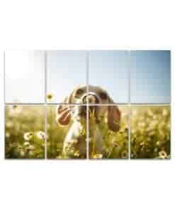 Paneles acústicos de arte, un perro oliendo una flor Panel