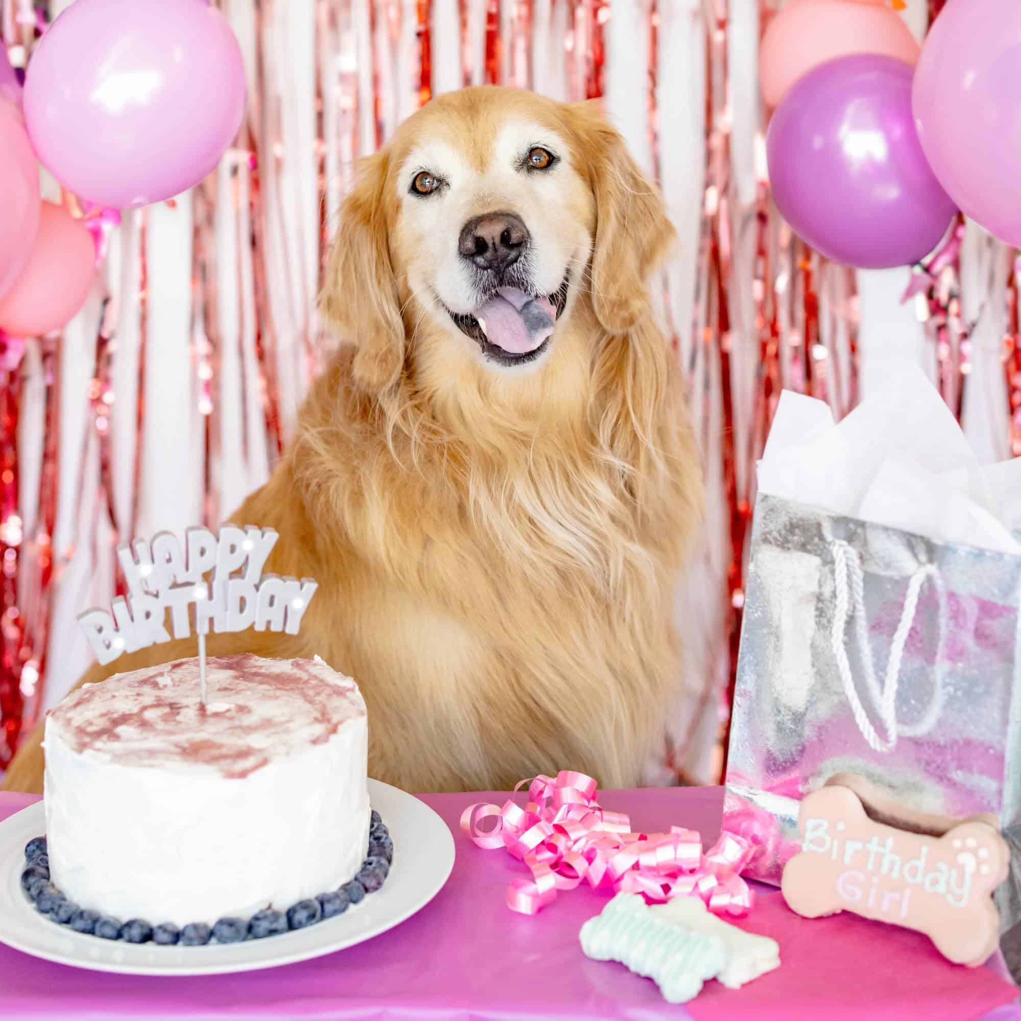 Caja de Galletas para Perros de Cumpleaños para Niñas | - Imagen 3