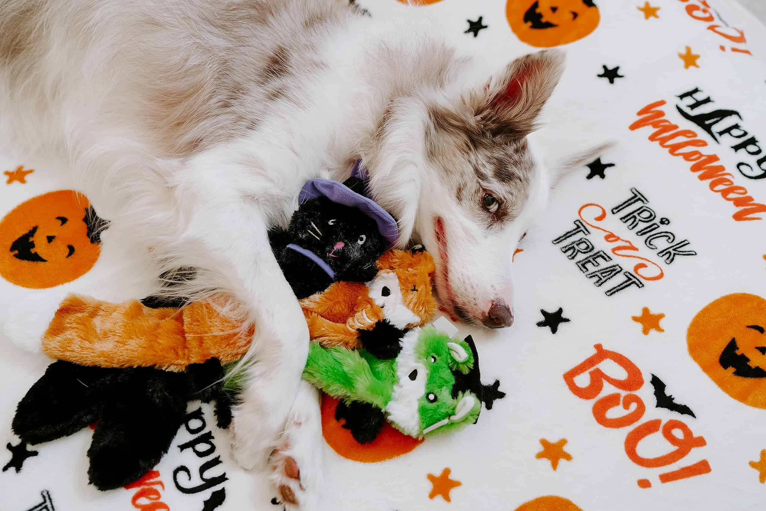 ZippyPaws Halloween Skinny Peltz - Zorro Zombi, Hurón - Imagen 4