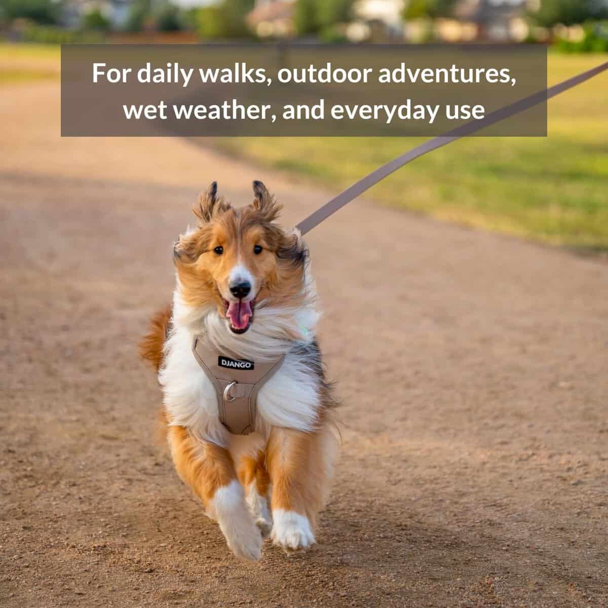 Correa impermeable para perros DJANGO Tahoe - Resistente, - Imagen 6