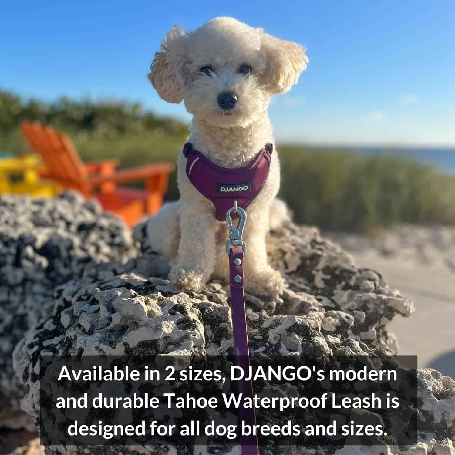 Correa para Perro Impermeable DJANGO Tahoe - Resistente, - Imagen 8