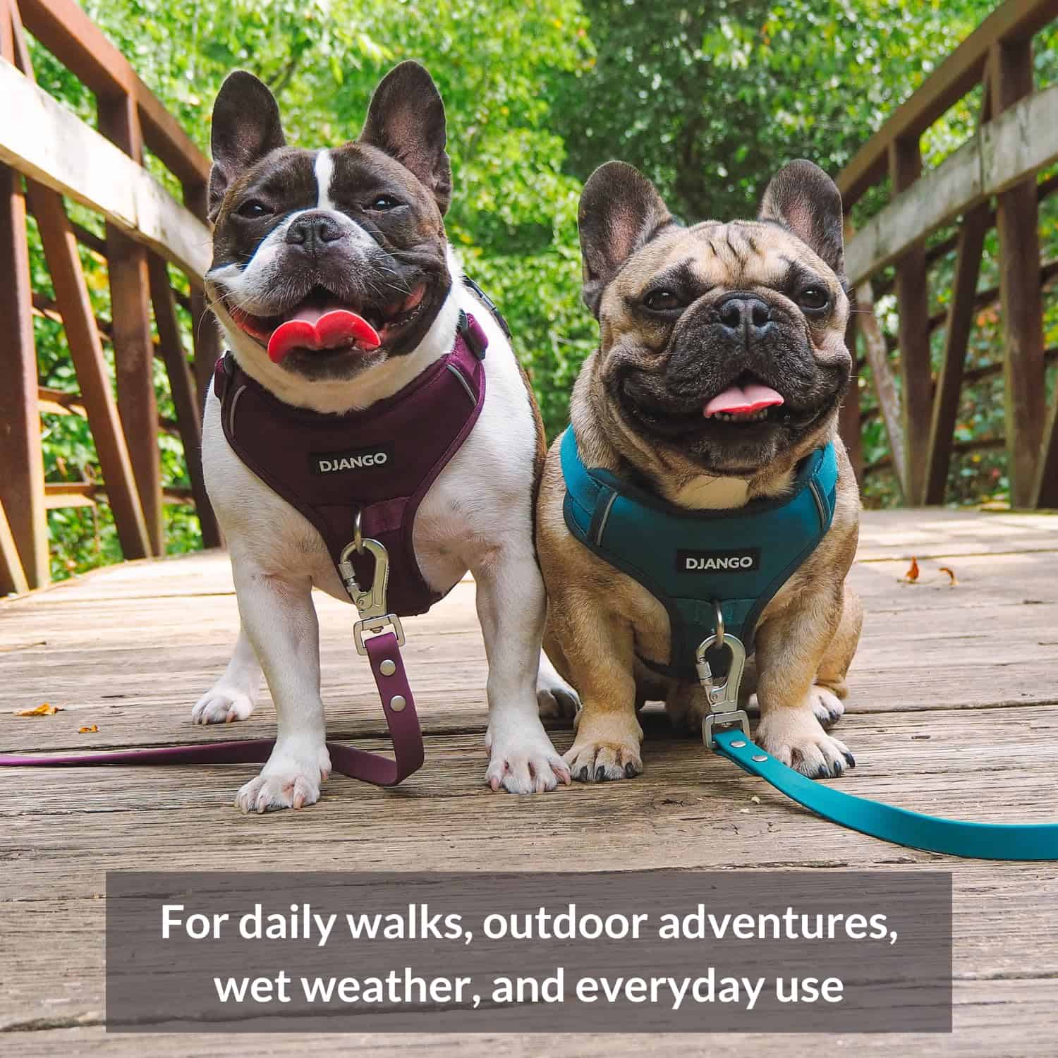 Correa para Perro Impermeable DJANGO Tahoe - Resistente, - Imagen 6