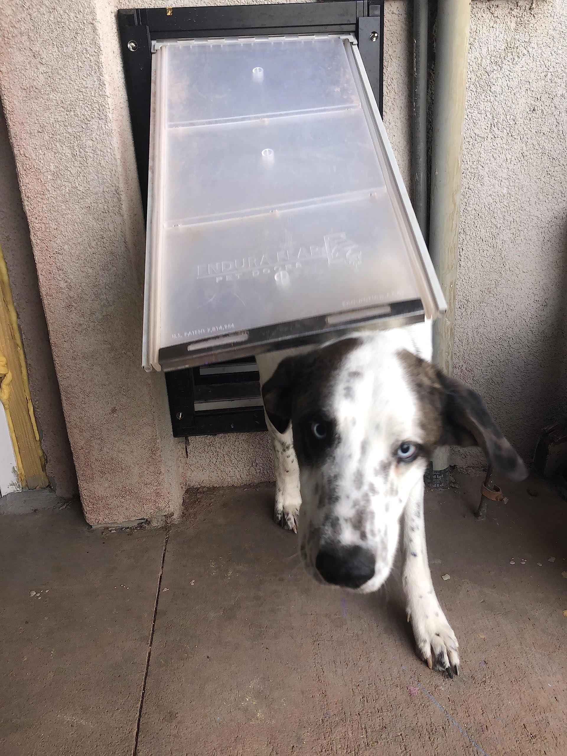 Endura Flap Puerta para Mascotas para Paredes en Negro | - Imagen 7