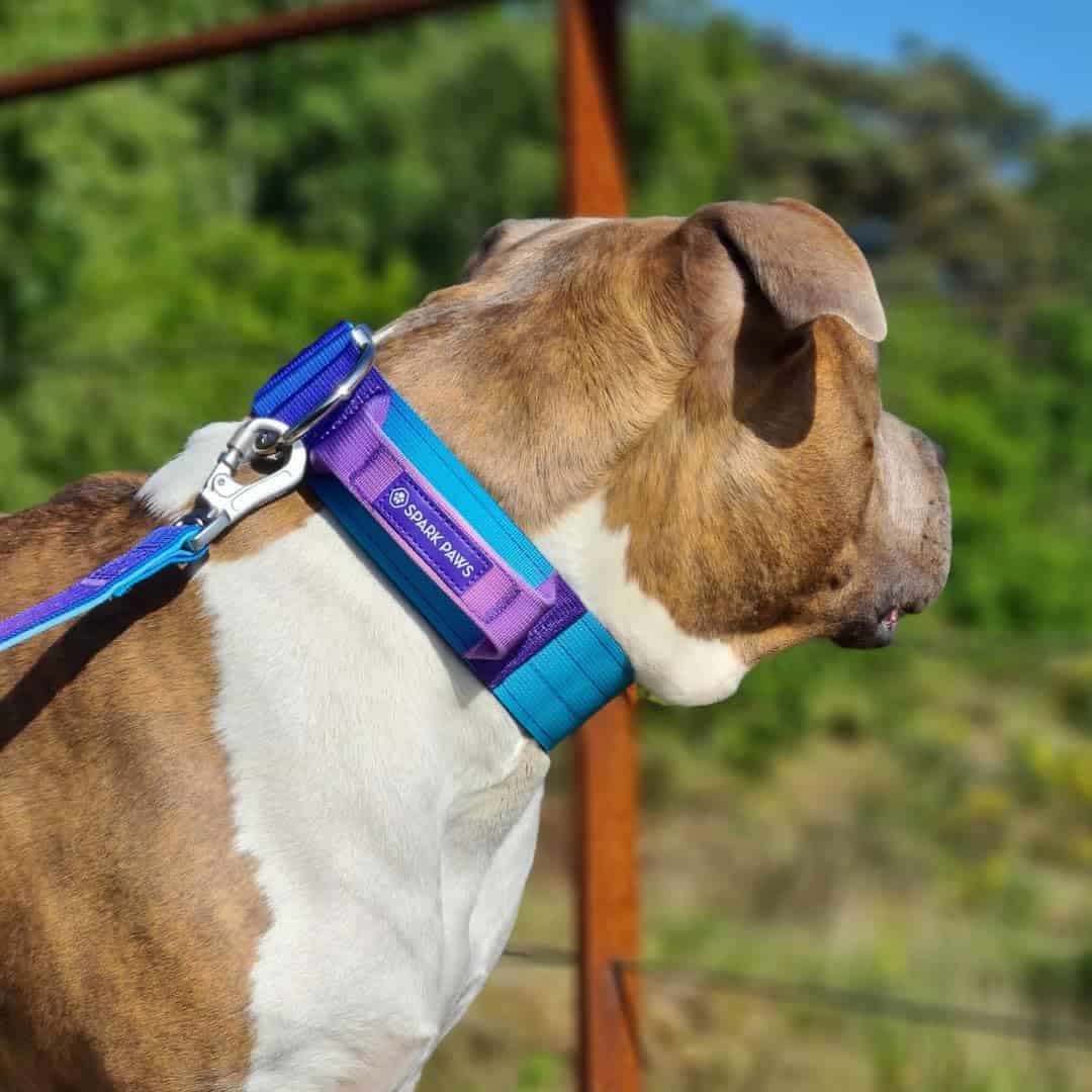 Collar para Perro Táctico Spark Paws - Collar de Calidad - Imagen 5