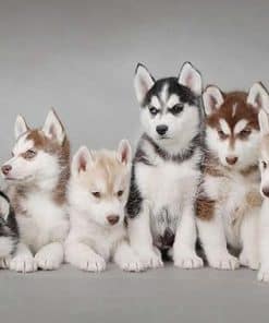 Manta de tiro Husky Dog TSlook para sofá 50" x 60" Mantas