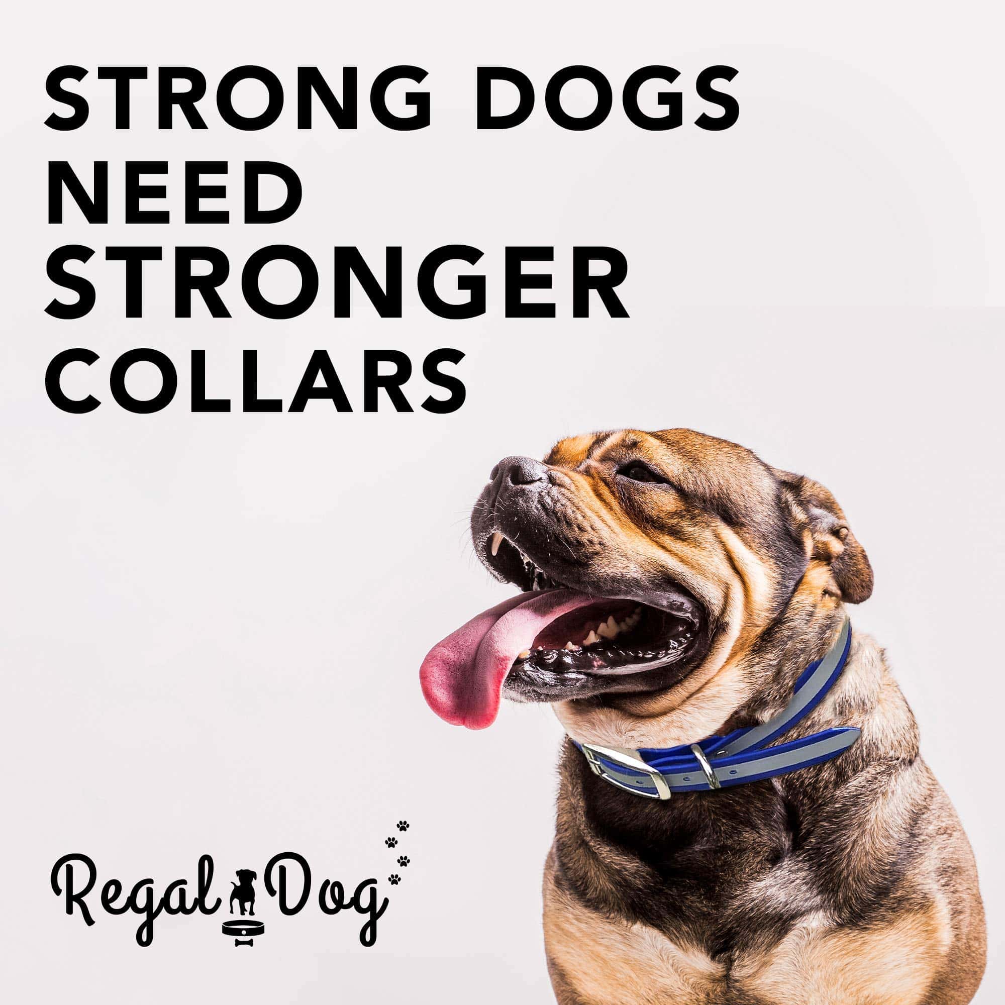 Collar para Perros Reflectante Resistente Regal Dog - Imagen 4