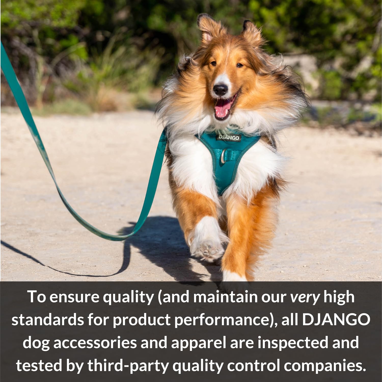 Correa de algodón para perros DJANGO | Correa de cuerda de - Imagen 8