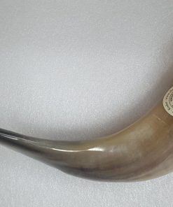 Shofarot Israel 14"-16" Cuerno de Carnero Kosher pulido