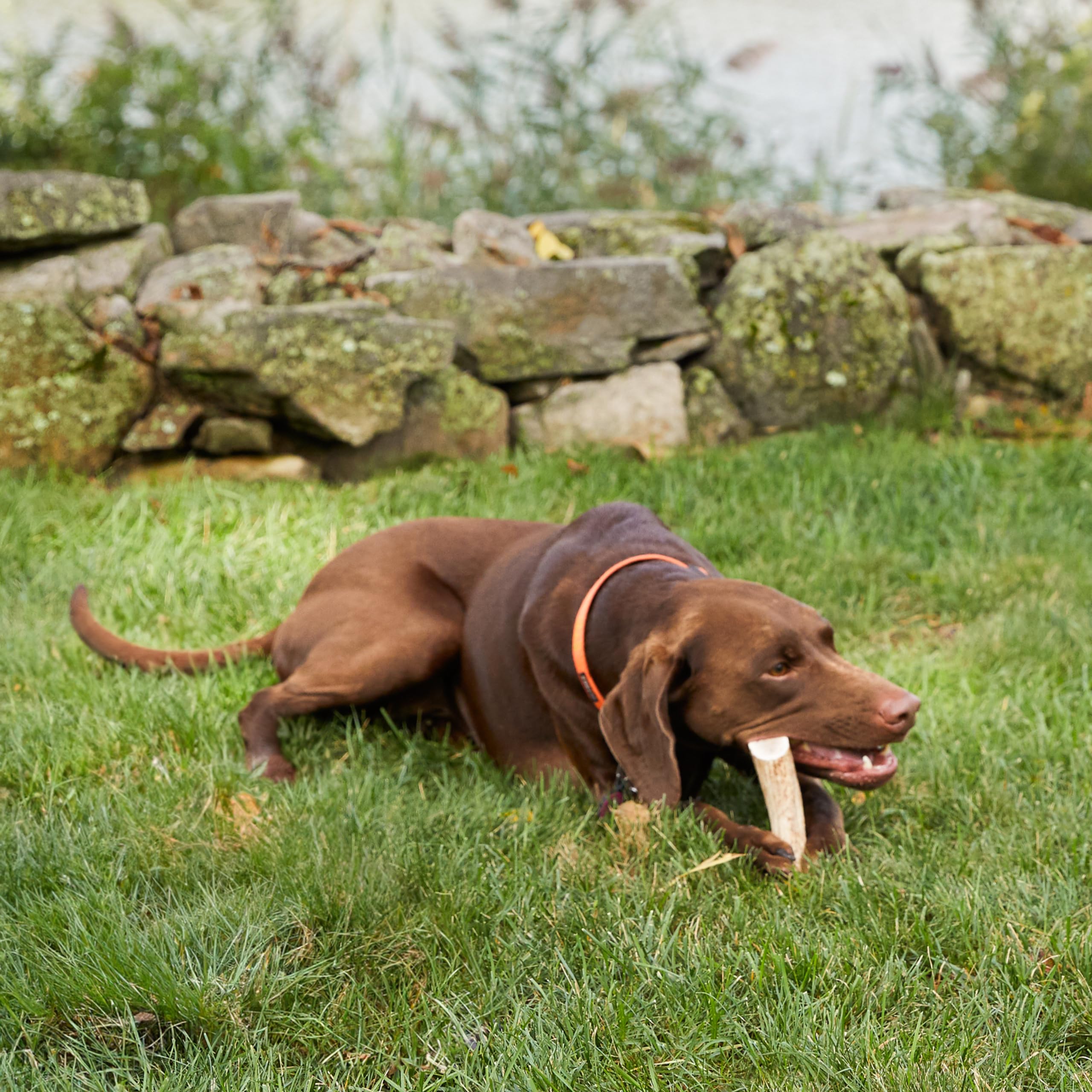 Get Joy Elk Antler Split Mordedura Natural para Perros, - Imagen 7