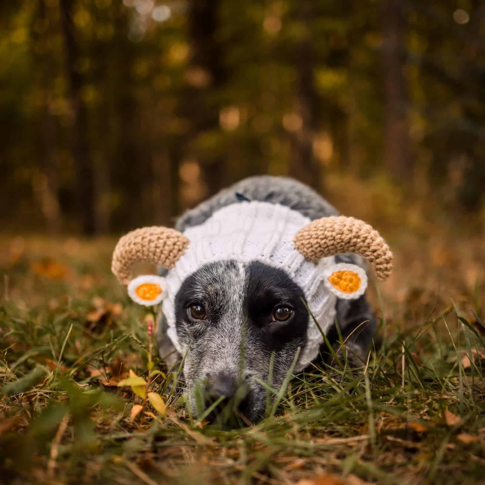 Disfraz de Perro Zoo Snoods - Gorro de Orejas sin Solapa - Imagen 8