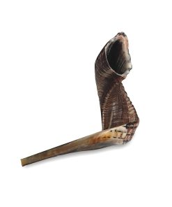 Shofar Kosher #5 Con Soporte de Acrílico. 11 Pulgadas