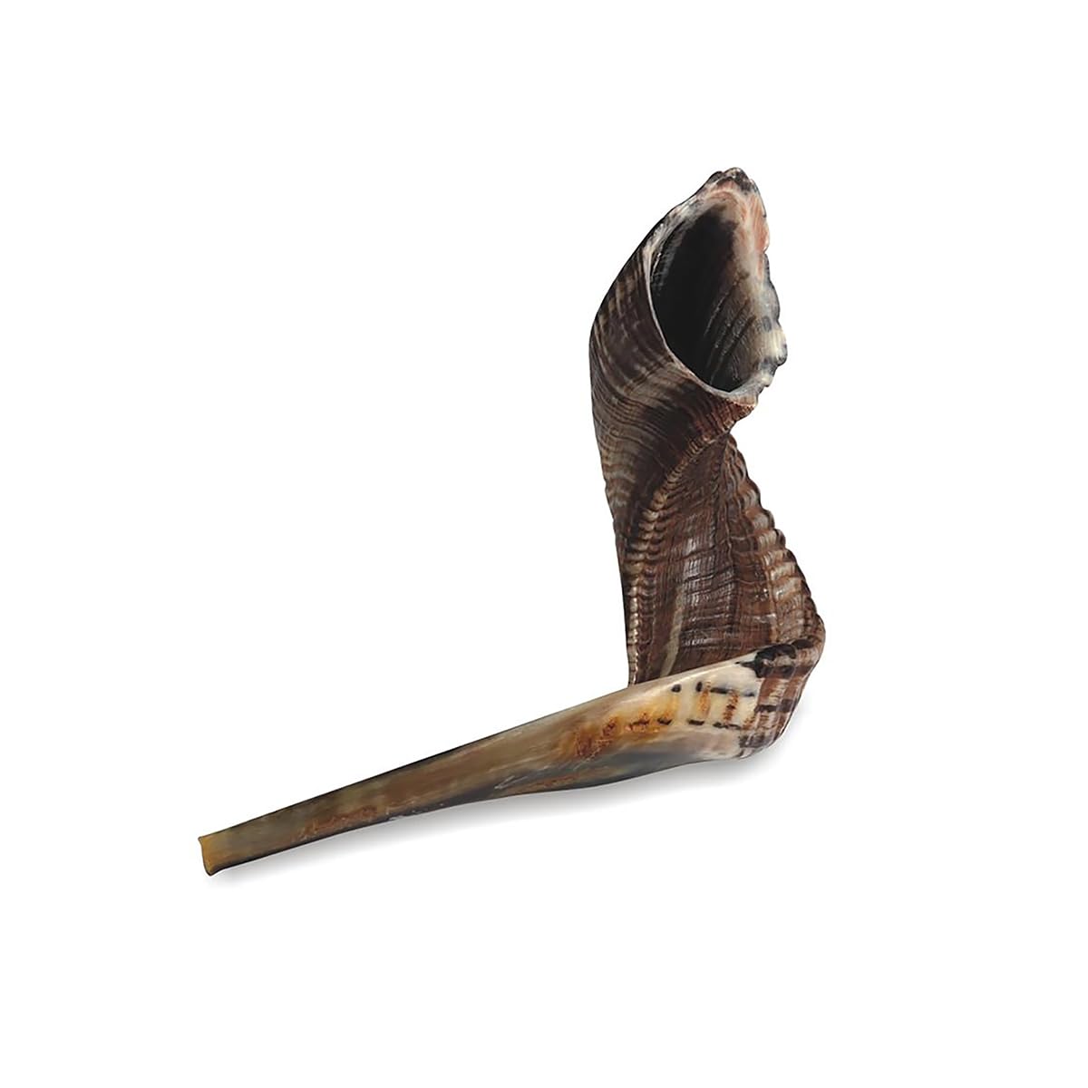 Shofar Kosher #5 Con Soporte de Acrílico. 11 Pulgadas