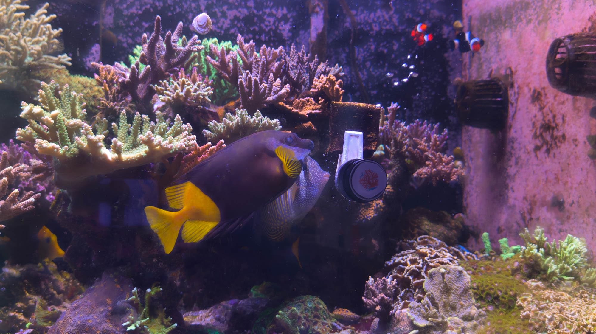 Nori de Algas Premium de The Coral Ranch - 50 Hojas - - Imagen 4