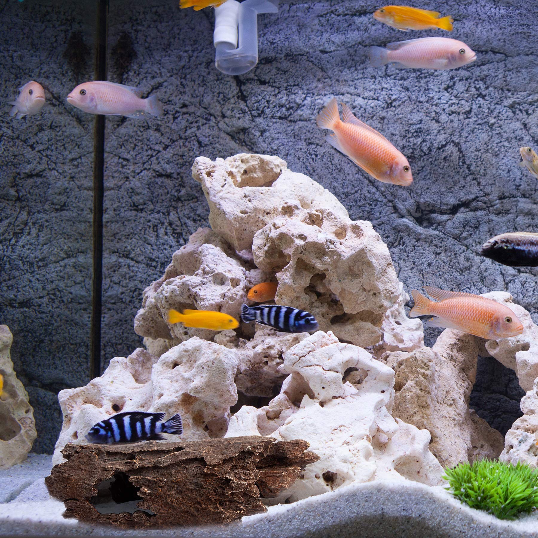 Escondite de Lagarto, Serpiente o Reptil del Valle del - Imagen 4