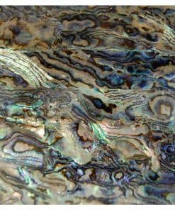 Chapa de Concha de Dragón Paua FICCENT (9.4" x 5.5" x