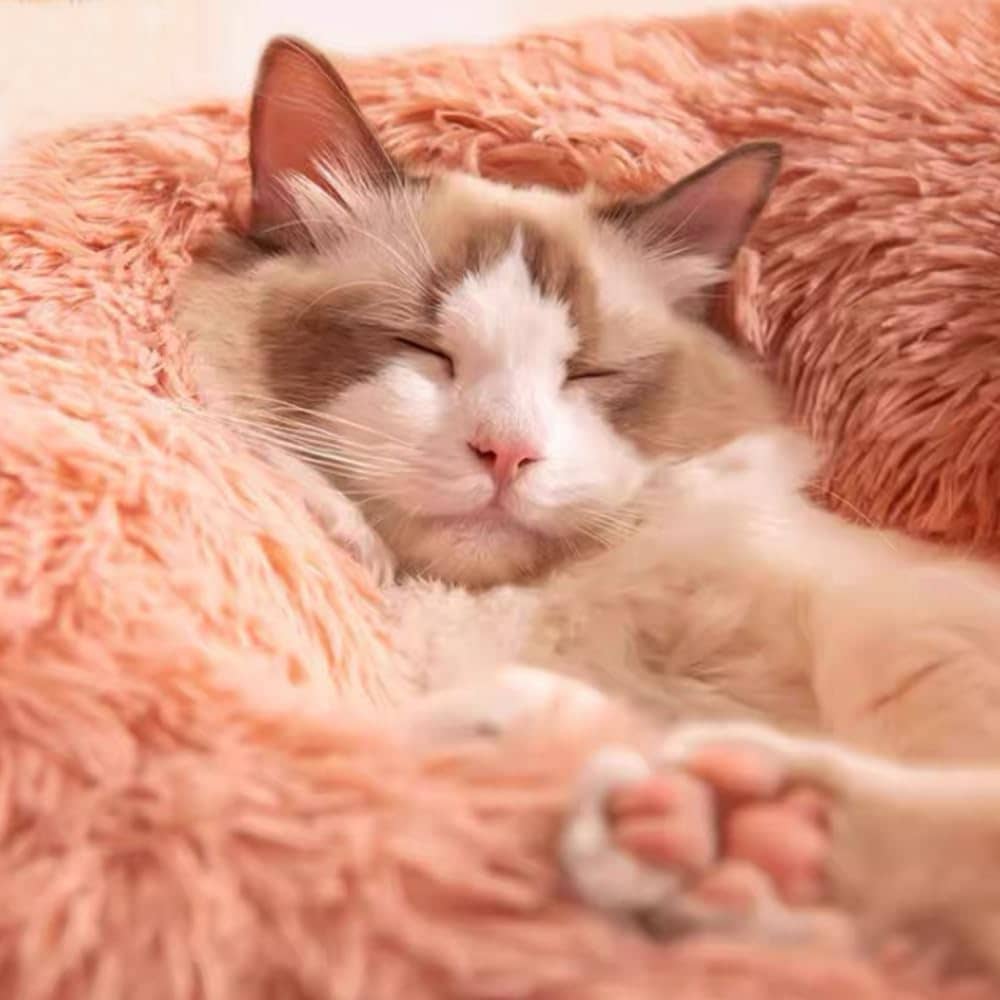 Conjunto de Cama para Gatos y Perros BleezeBlessz Calmante - Imagen 7