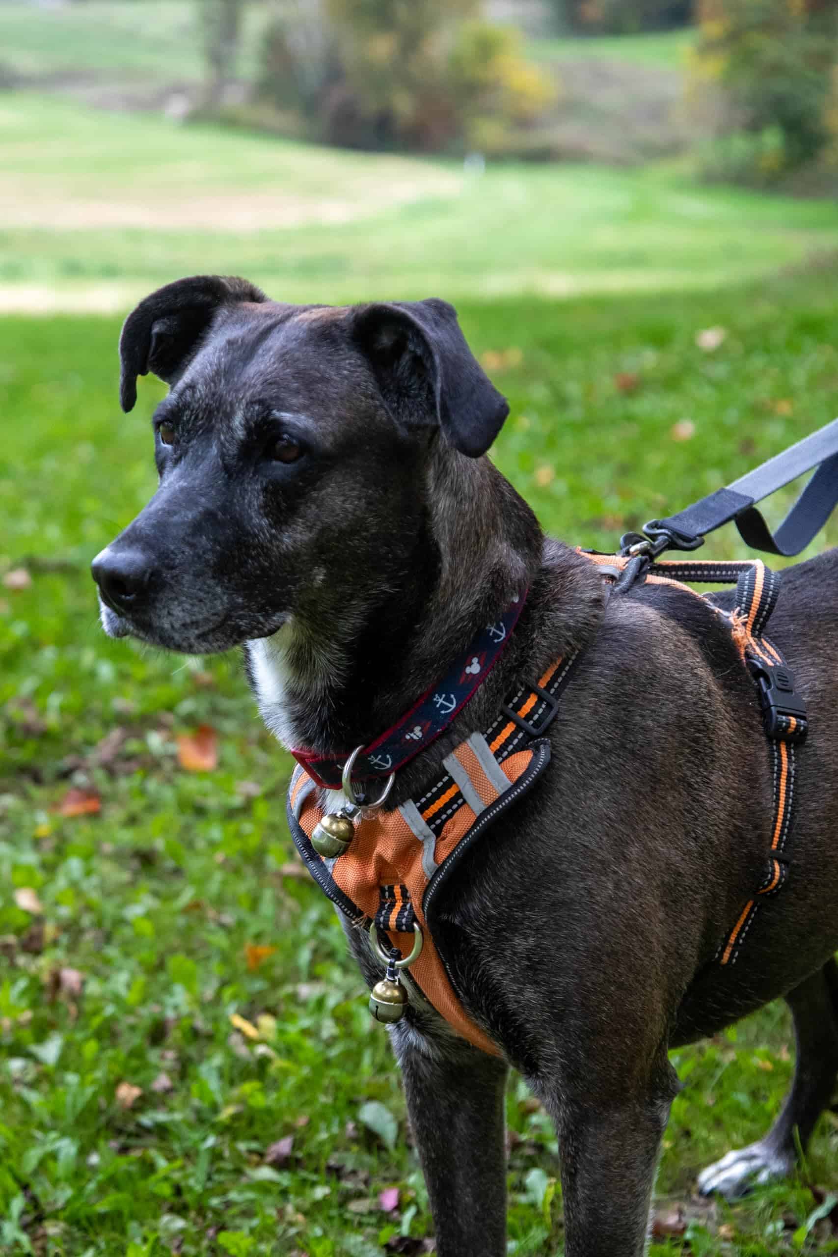 Campanas Noble para mascotas, par de dos campanas de latón - Imagen 3