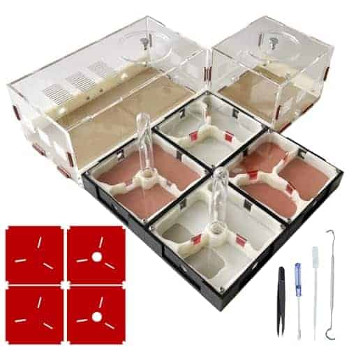 Hormigas Huellas Granja de Hormigas Nido Ciencia DIY