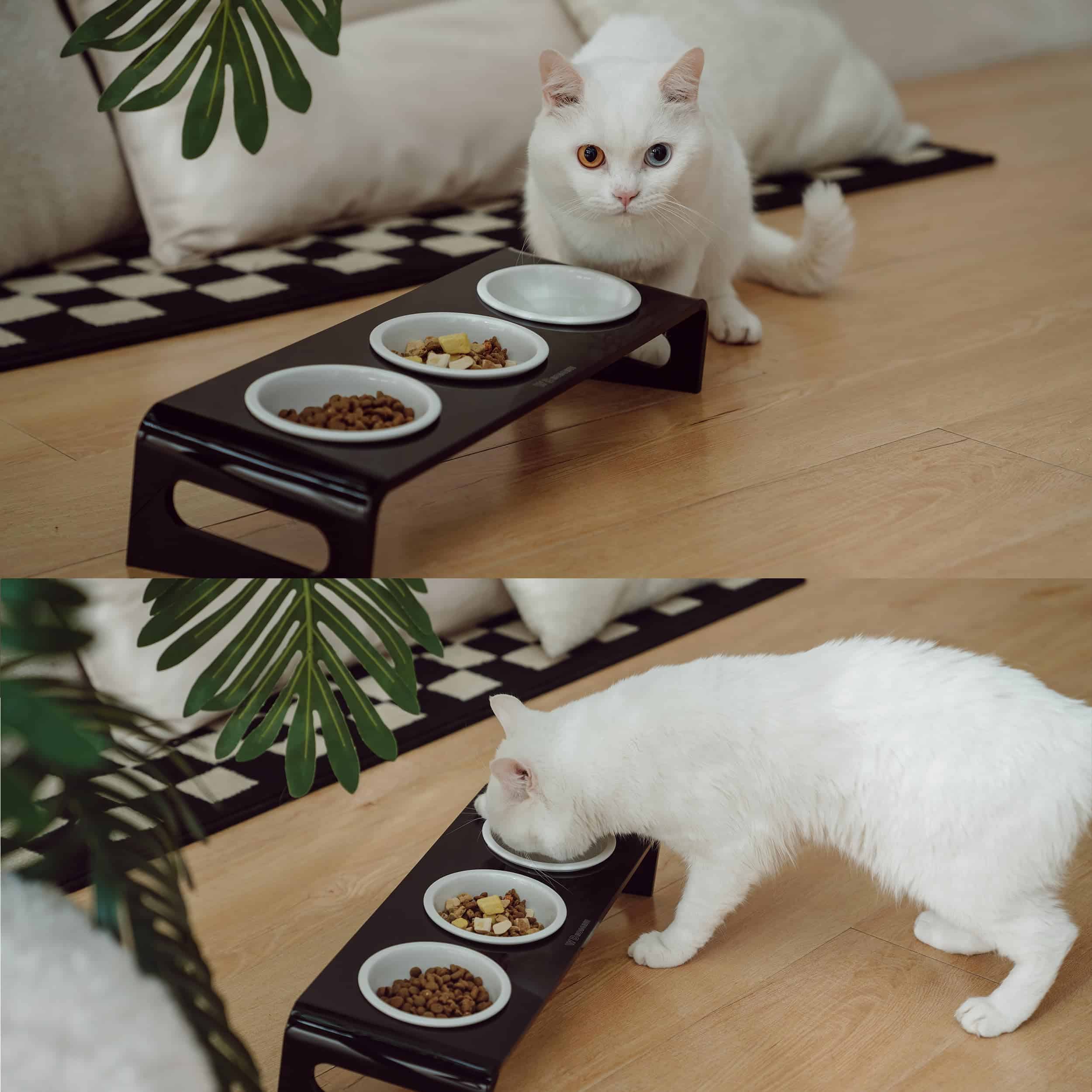 Soporte inclinado levantado elevado de tazones de comida y - Imagen 6