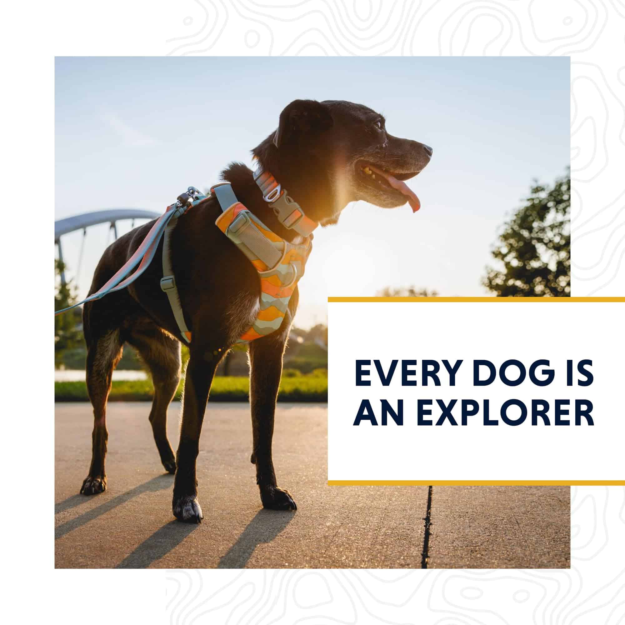 Correa Ruffwear Front Range para Perros, 1.5 m con Asa - Imagen 10