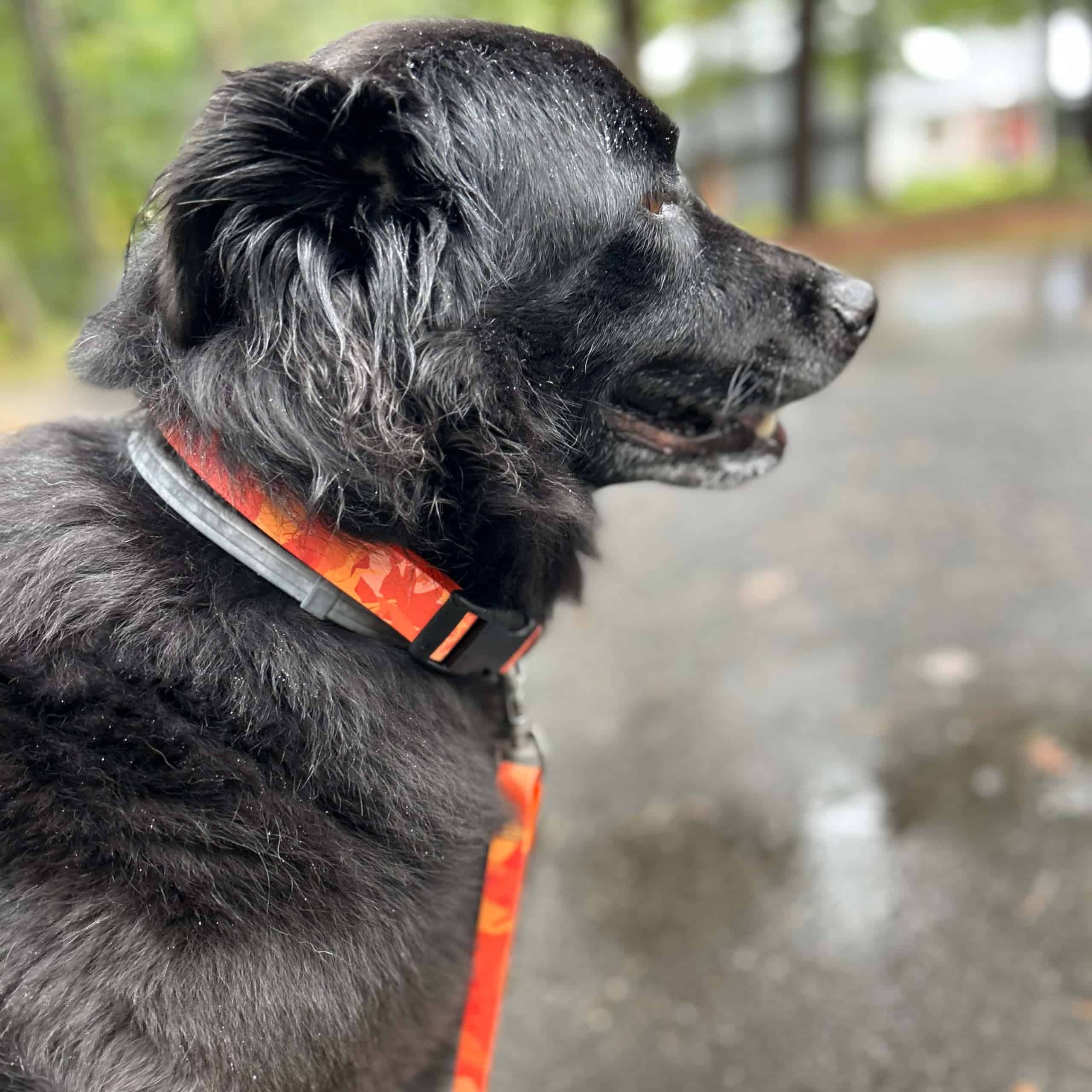 PACKT - Collar para Perro Impermeable Endeavor X3 | Hecho - Imagen 3