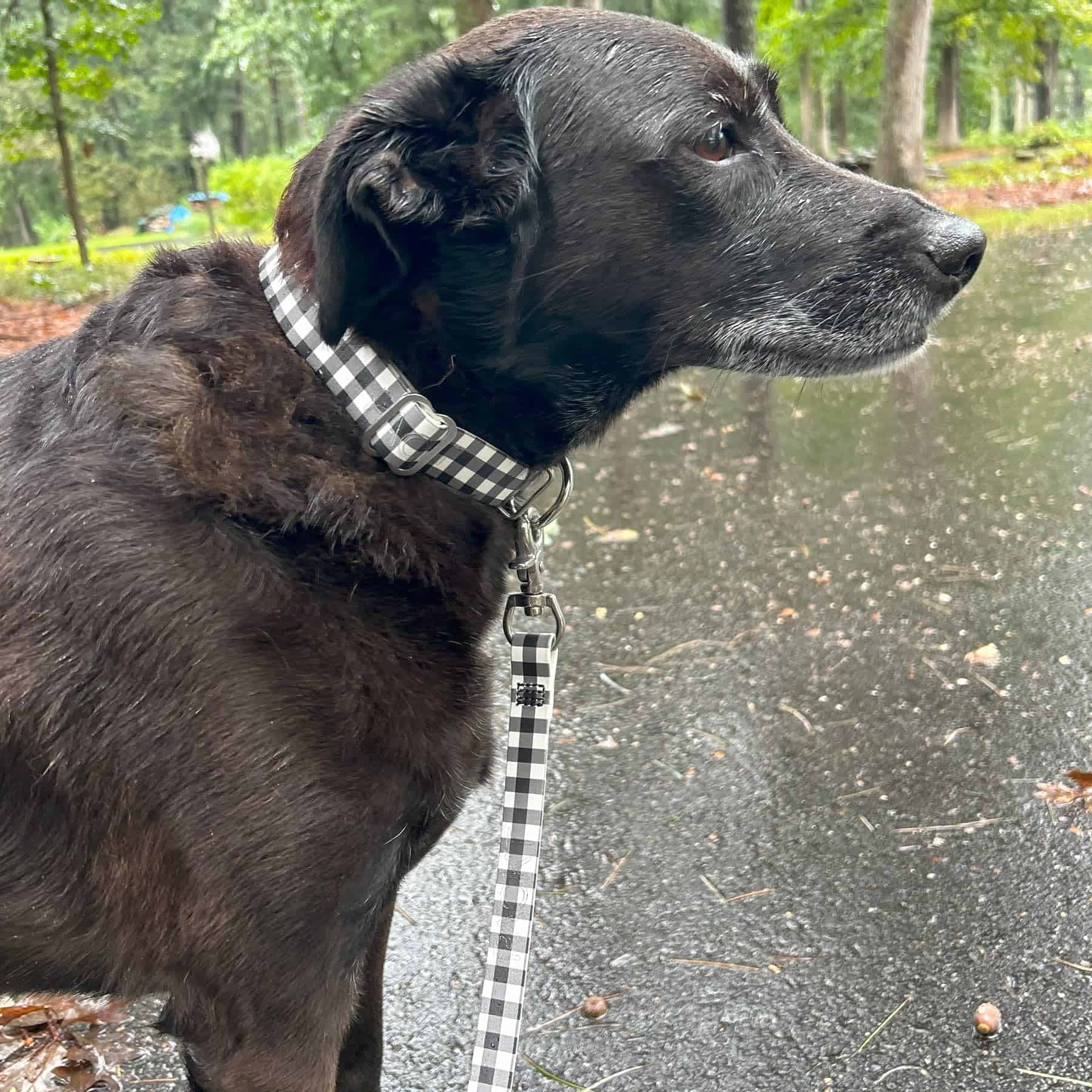 PACKT - Collar para Perro Endeavor X3 a Prueba de Agua | - Imagen 3