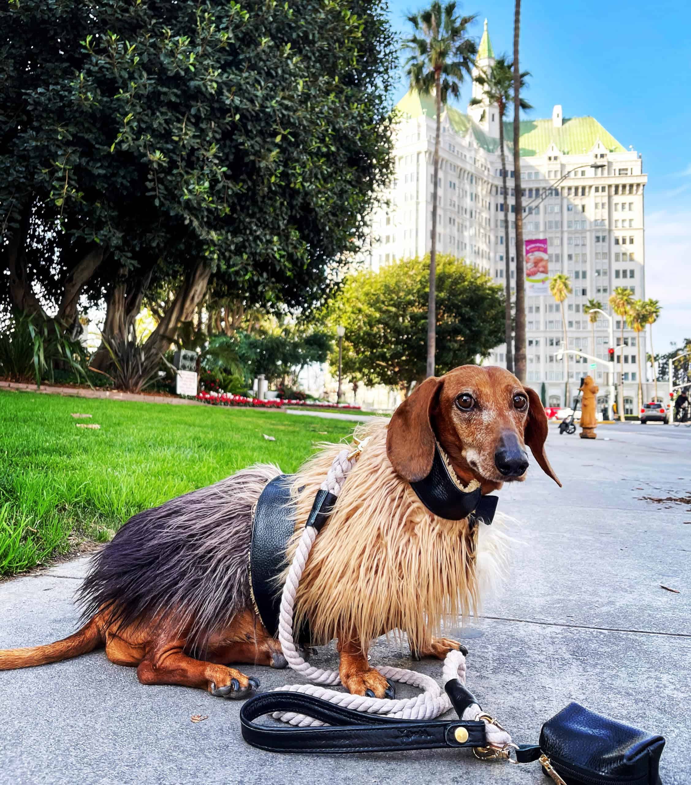 Correa de cuerda de algodón trenzado de 5 pies POISEPUP con - Imagen 5