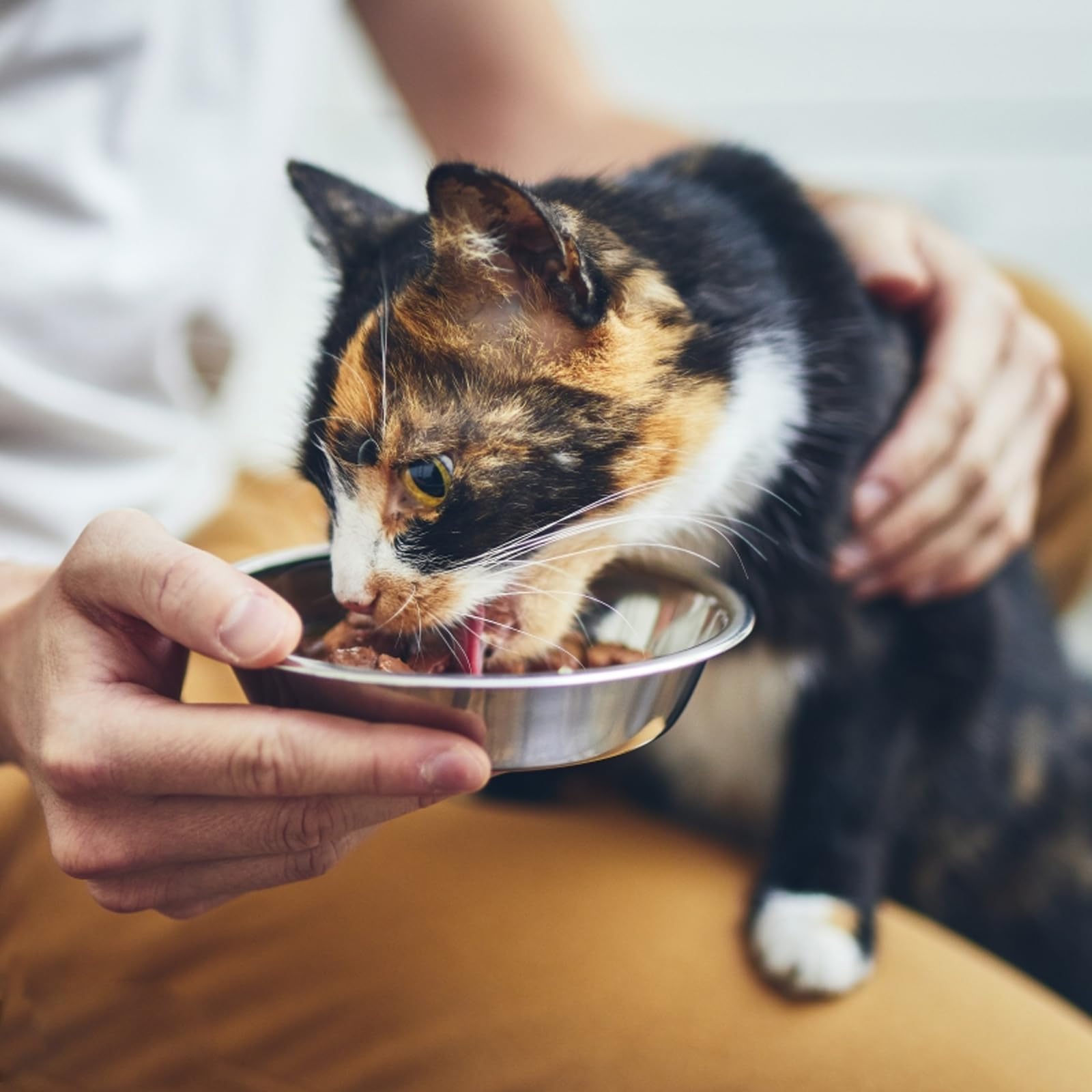 Boles de Acero Inoxidable GCVOPTON para Gatos, 8 Piezas, - Imagen 6