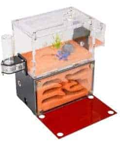 Hormiguero Rimsunta Ant Farm para adultos Estudio del