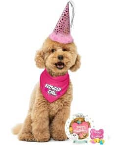 Paquete de Fiesta de Cumpleaños para Perro Con Bandana,