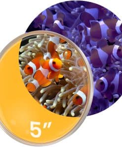 FL!PPER DeepSee Clear Viewer - Filtro Naranja Lente Claro y