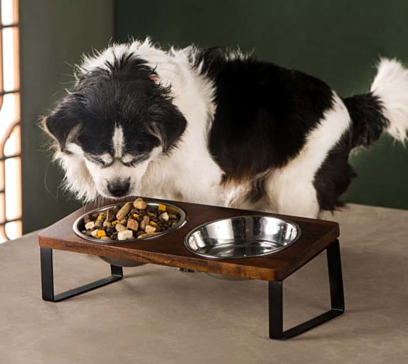 Set de 2 tazones para mascotas de cerámica Rosemead Lane - - Imagen 8