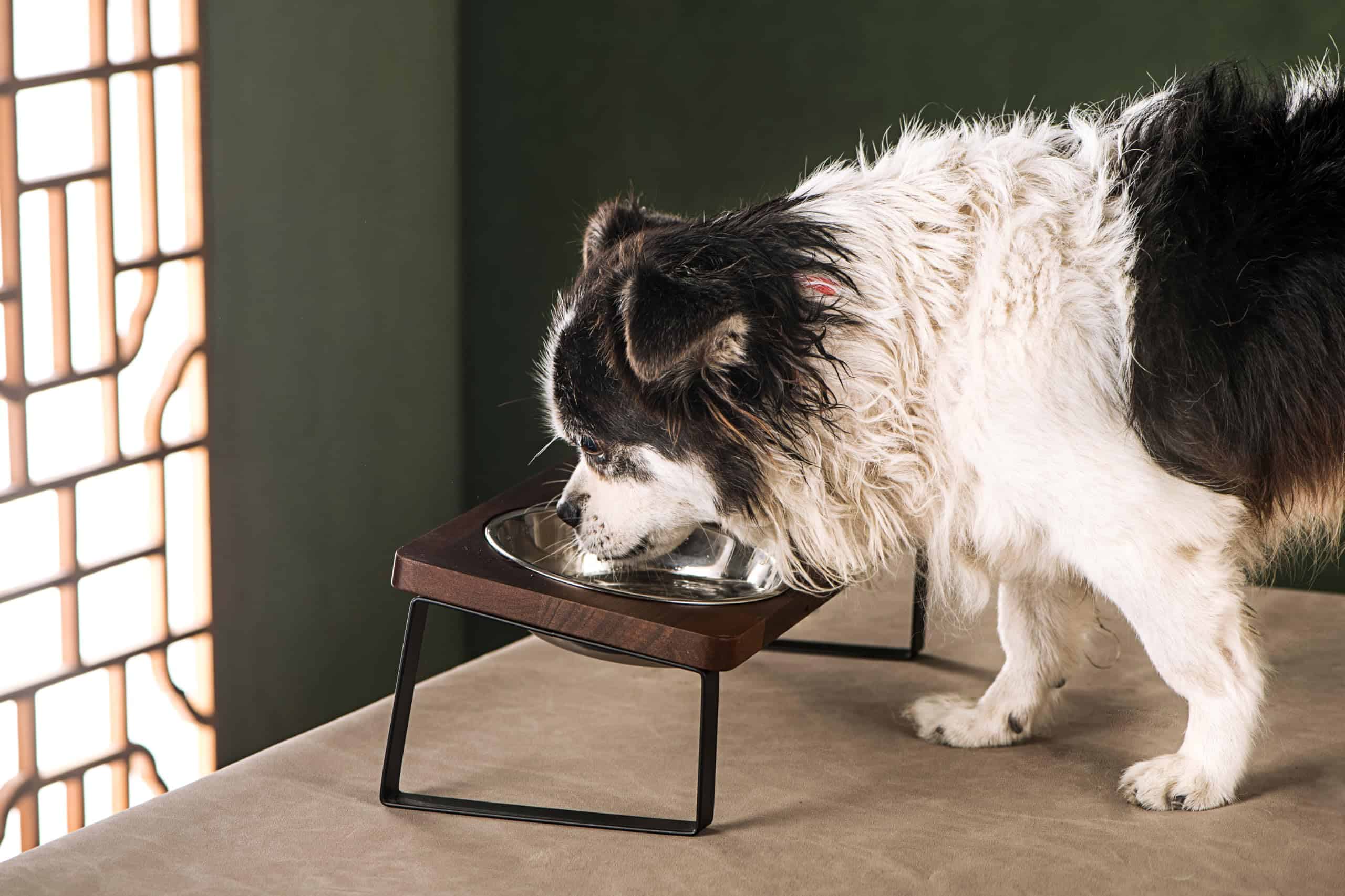 Set de 2 tazones para mascotas de cerámica Rosemead Lane - - Imagen 9