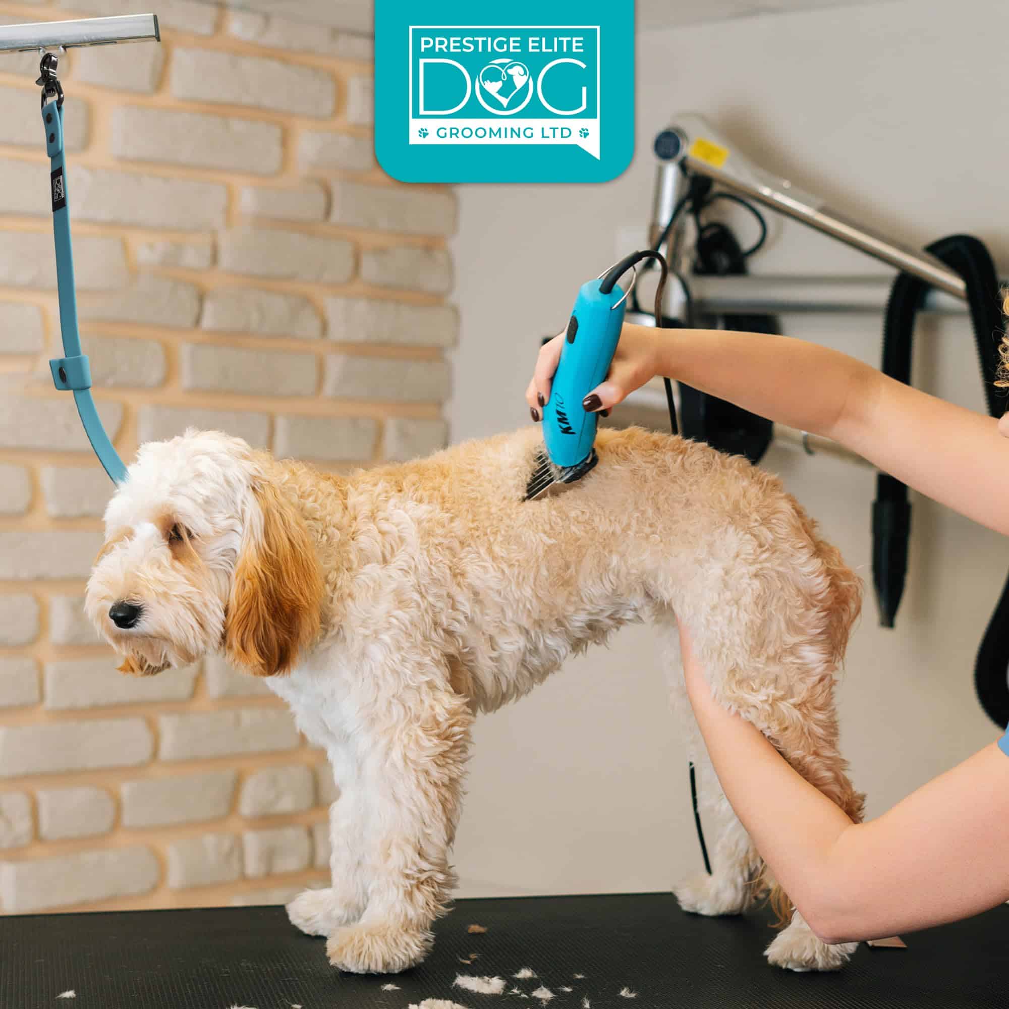 Prestige Elite - Set de 6 - Correas para perros Prestige - Imagen 9