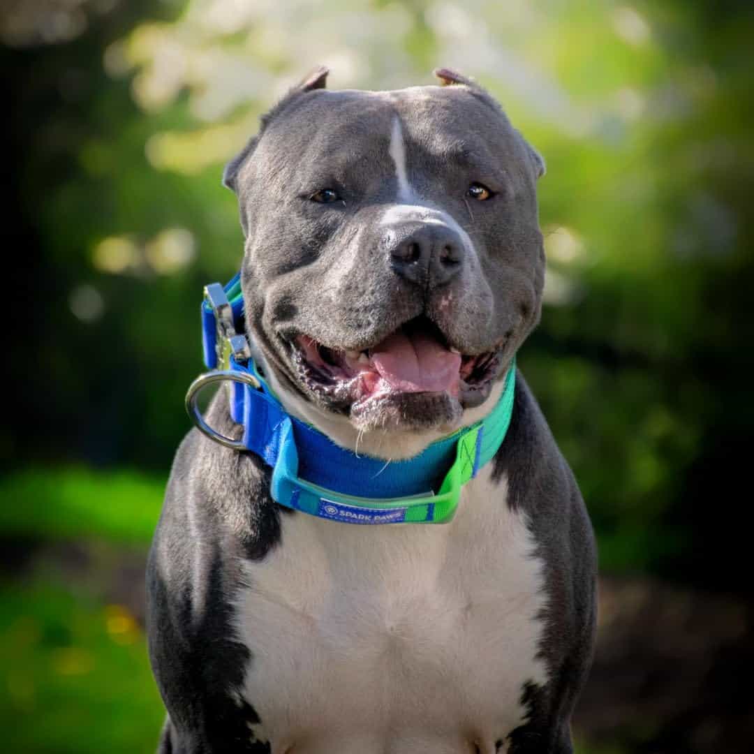 Collar para Perros Táctico Spark Paws - Collar de Calidad - Imagen 5