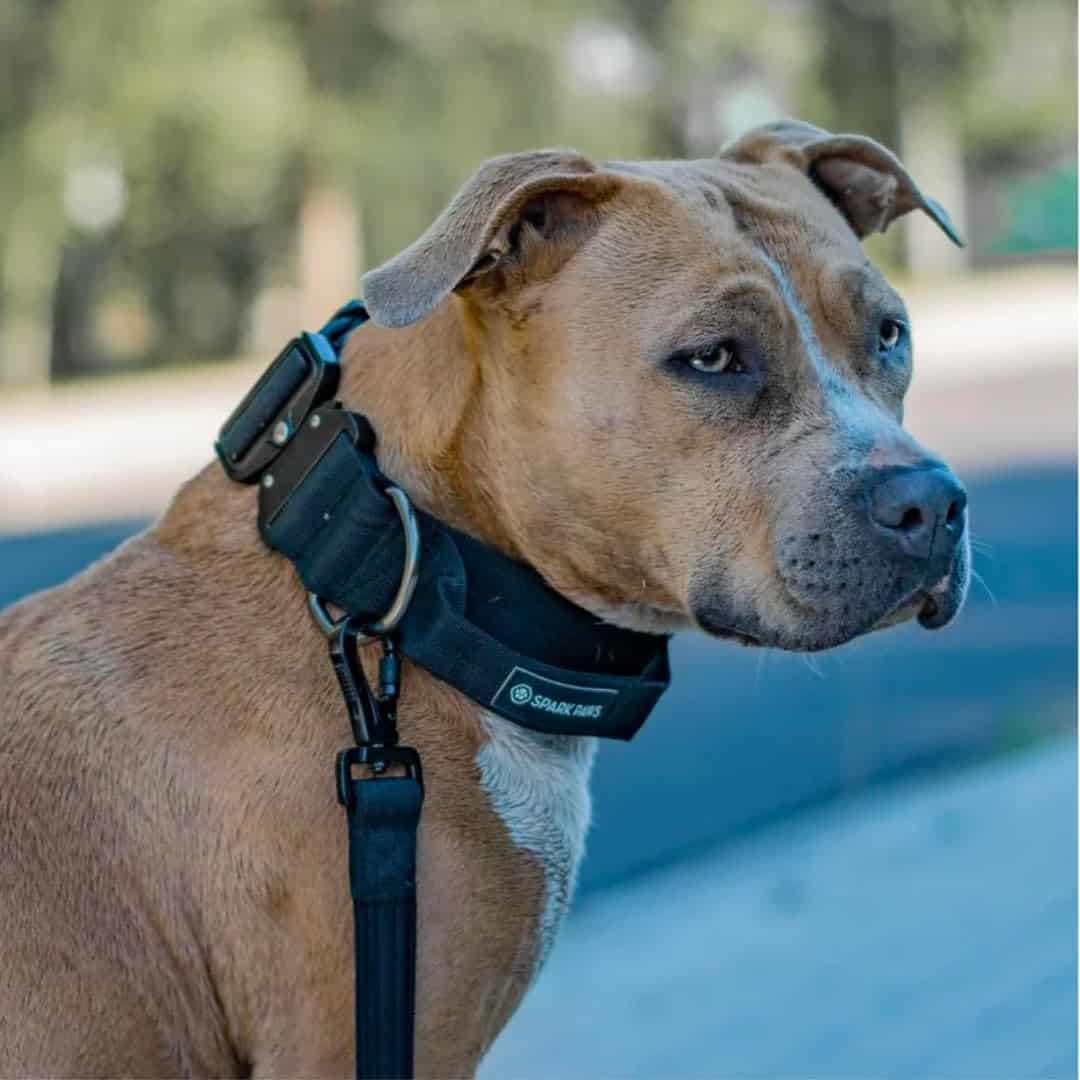 Collar Táctico para Perros Spark Paws - Collar de Calidad - Imagen 5