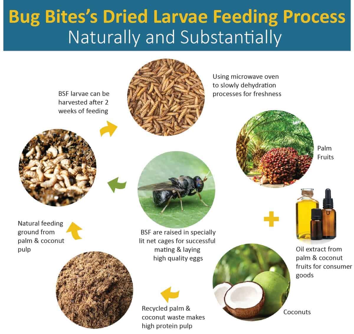 Gusanos de Mosca Soldado Negra 100% Naturales para Pollos, - Imagen 5