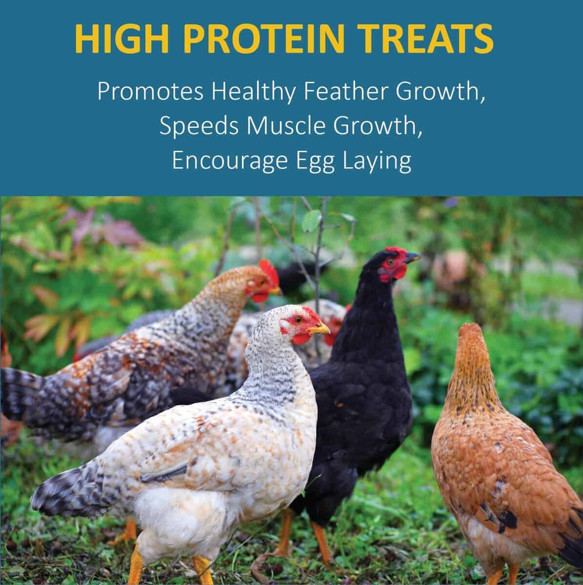 Gusanos de Mosca Soldado Negra 100% Naturales para Pollos, - Imagen 4