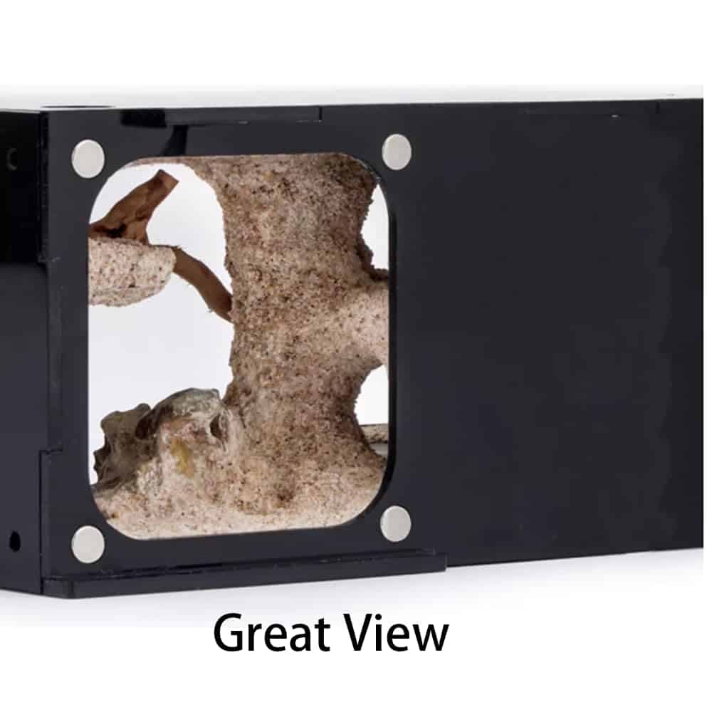 Casa de Hormigas Rimsunta para Adultos con Estudio del - Imagen 7