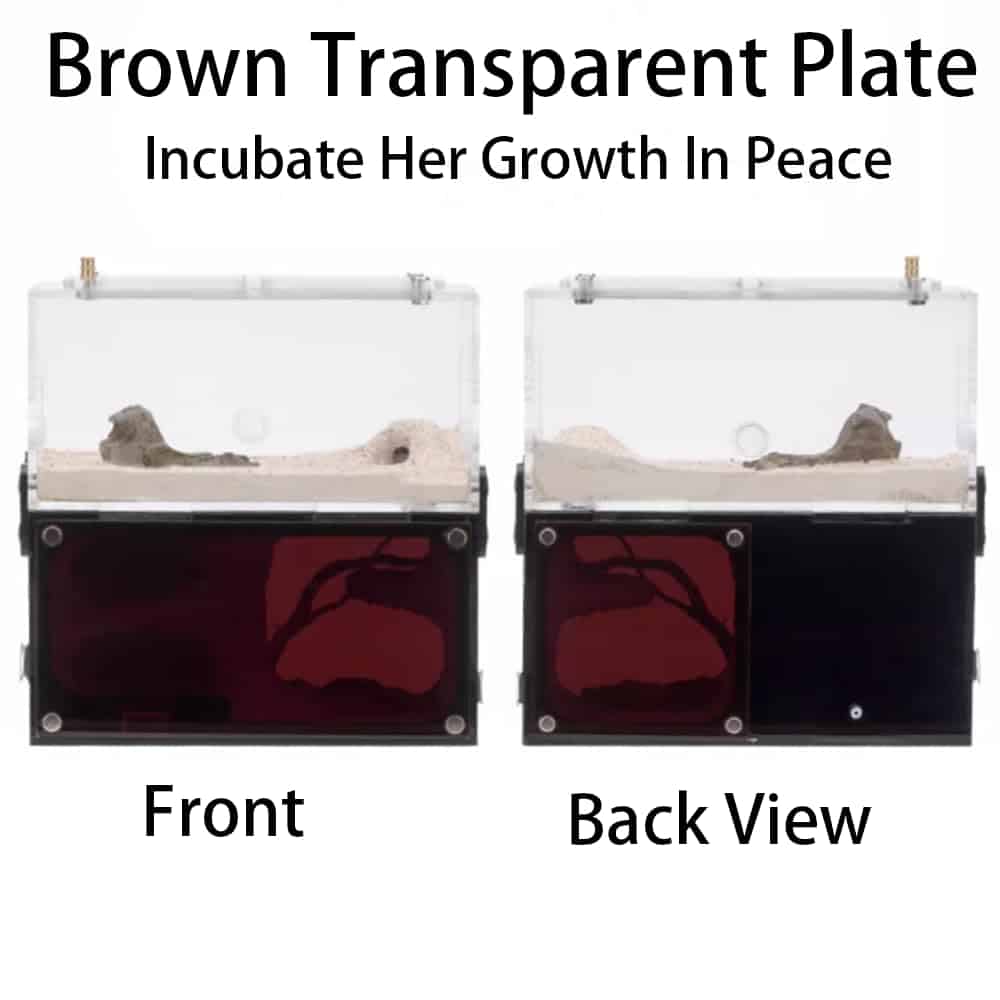 Casa de Hormigas Rimsunta para Adultos con Estudio del - Imagen 5