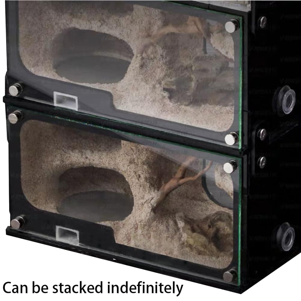 Casa de Hormigas Rimsunta para Adultos con Estudio del - Imagen 8