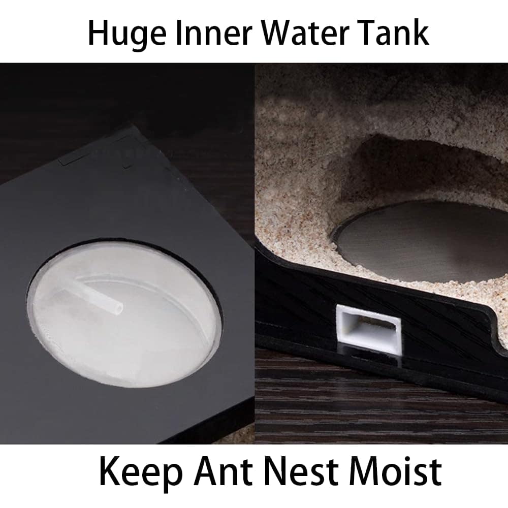 Casa de Hormigas Rimsunta para Adultos con Estudio del - Imagen 6