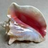 Concha de Caracol Rey y Reina 6"-8" - Bahamas - Conchas