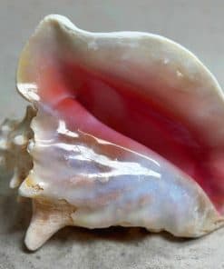 Concha de Caracol Rey y Reina 6"-8" - Bahamas - Conchas