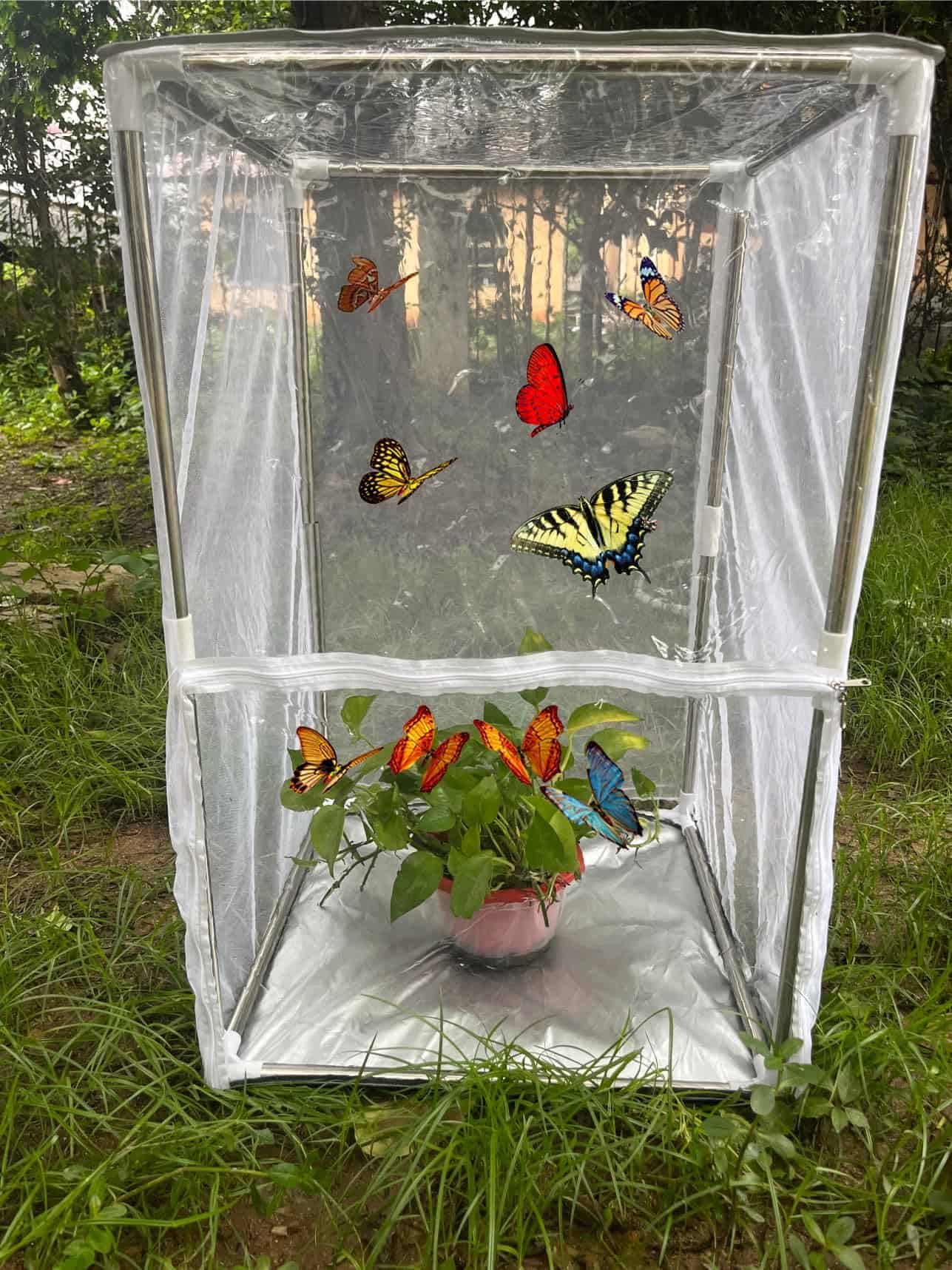 Jaula Grande para Mariposas Monarca al Aire Libre Red de - Imagen 7