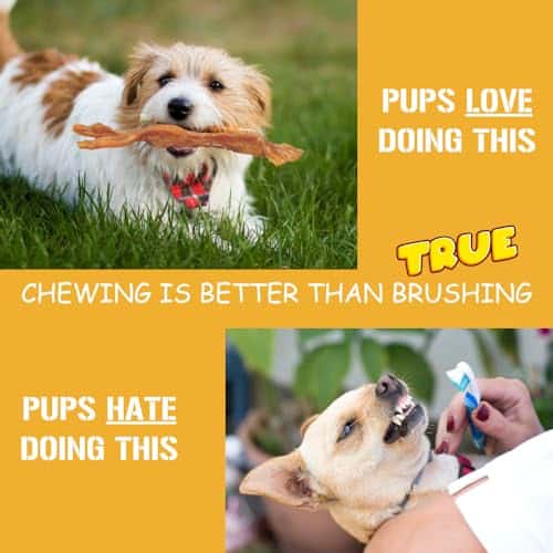 Tendones de Res para Perros y Cachorros | Grandes de 7-9 - Imagen 5