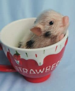 AVANI DOLL 5'' Mini Cerdito Reborn de Cuerpo Completo de