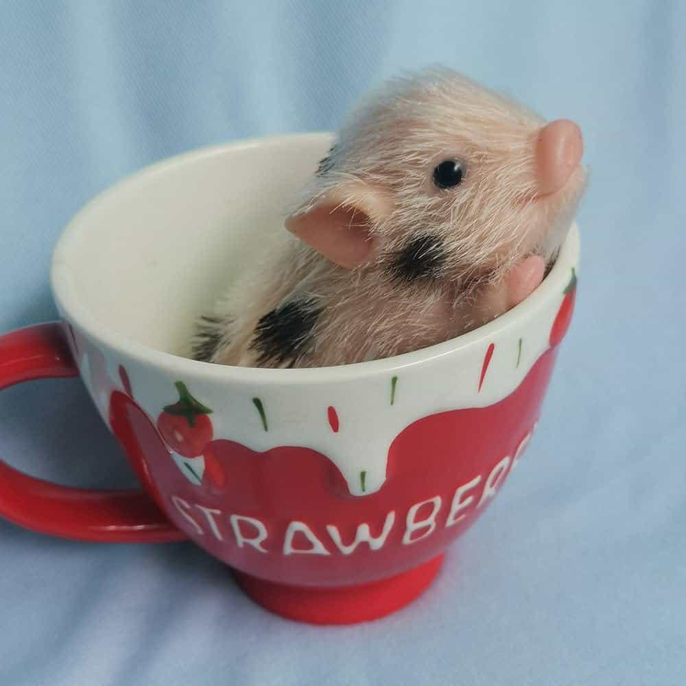 AVANI DOLL 5'' Mini Cerdito Reborn de Cuerpo Completo de