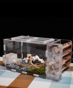 Nido de Hormigas Rimsunta para Hormigas Vivas - para