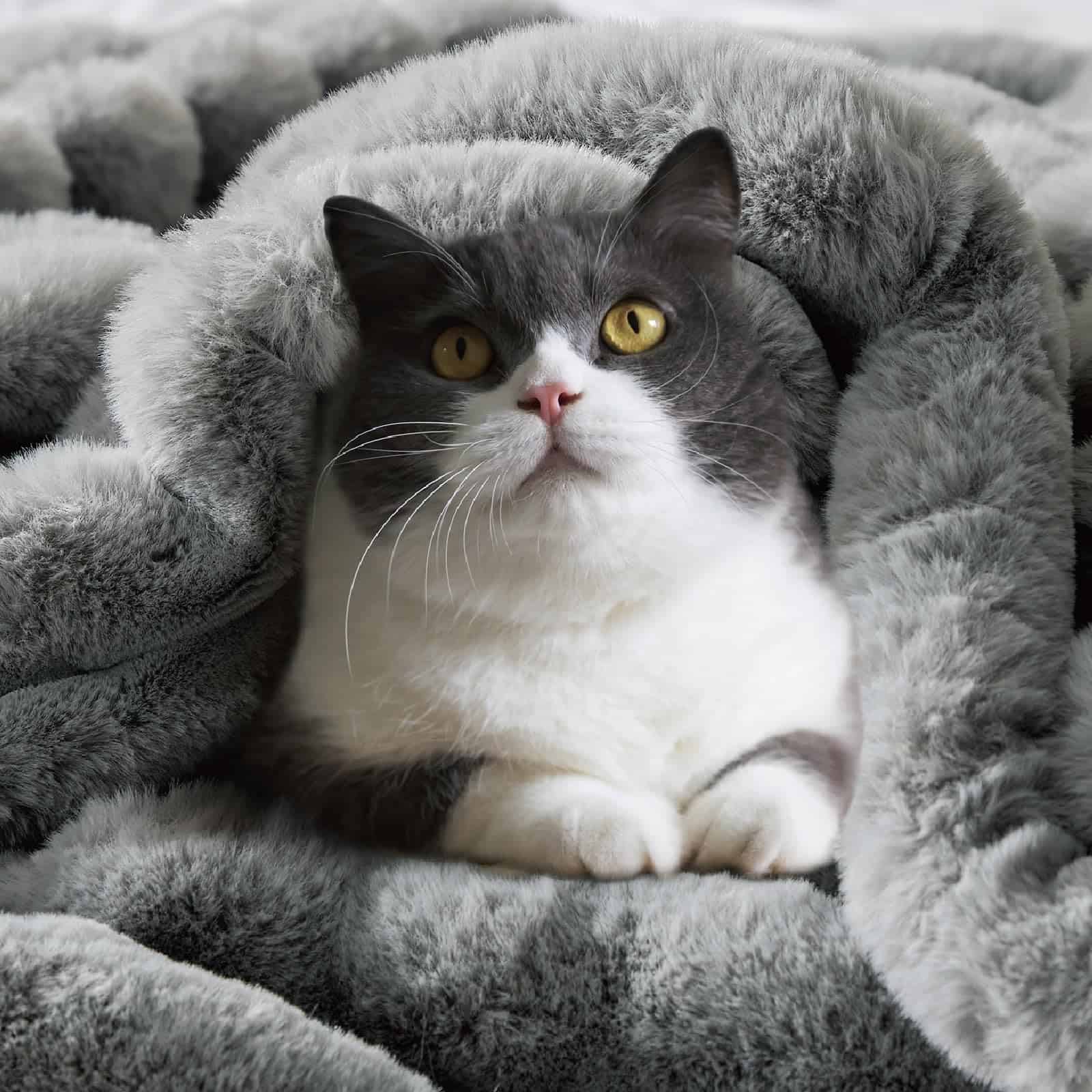 Manta de piel sintética BEDELITE para -Gris - Imagen 7